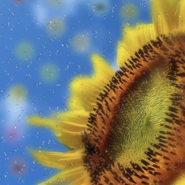 Sunflower Drop iPhone7 Wallpaper