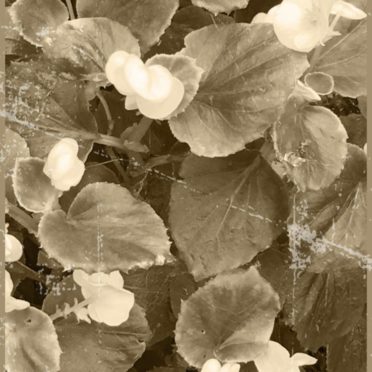 Flower sepia iPhone7 Wallpaper