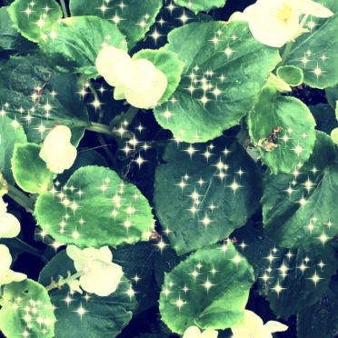 Flower light iPhone7 Wallpaper