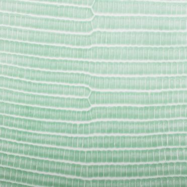 Leaf vein gradation Green iPhone7 Wallpaper
