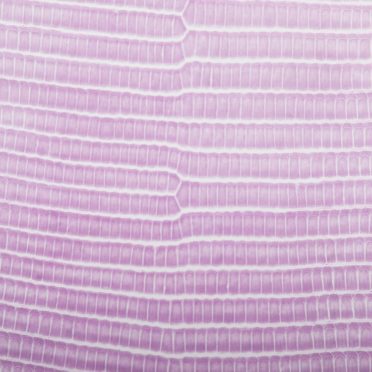 Leaf vein gradation Pink iPhone7 Wallpaper