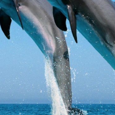 Animal dolphin iPhone7 Wallpaper