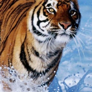 Animal tiger iPhone7 Wallpaper