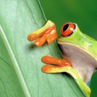 Animal frog green iPhone7 Wallpaper