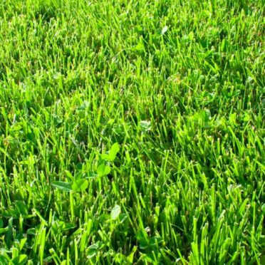 Natural grass green iPhone7 Wallpaper