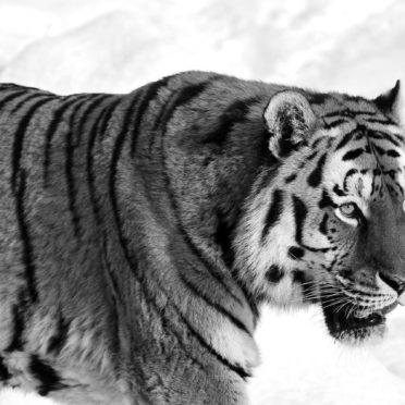 Animal tiger iPhone7 Wallpaper