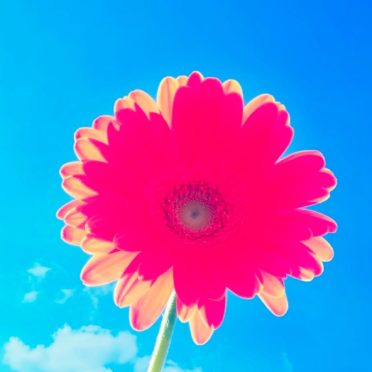 flower  sky  blue  red iPhone7 Wallpaper