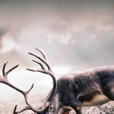 Animal deer iPhone7 Wallpaper