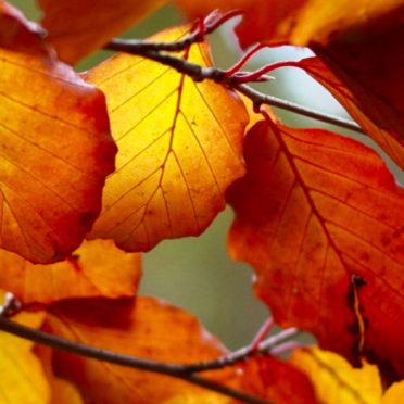 Autumn Leaves Nature iPhone7 Wallpaper