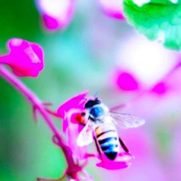 Bee blur flower nature iPhone7 Wallpaper