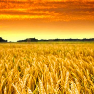 Rice scenery sky sunset iPhone7 Wallpaper