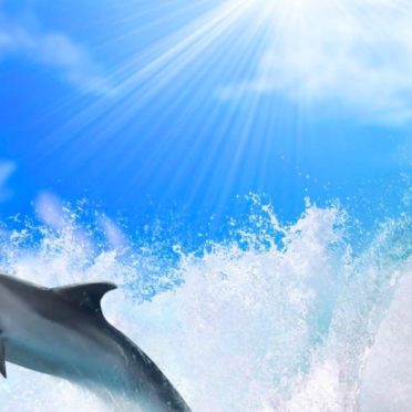 Sea dolphin sun iPhone7 Wallpaper