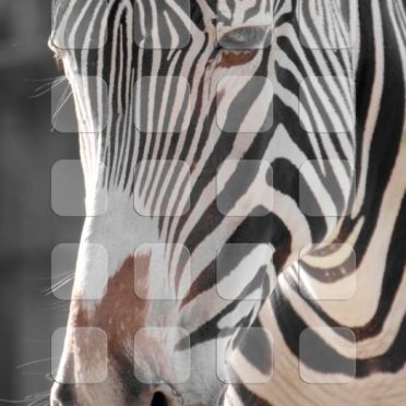 Animal zebra shelf iPhone7 Wallpaper
