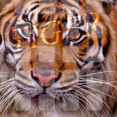 Animal tiger shelf iPhone7 Wallpaper