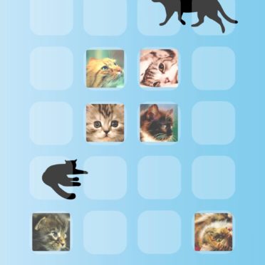 shelf  cat  blue iPhone7 Wallpaper