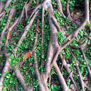 Natural green tea tree roots iPhone7 Wallpaper