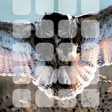 Animal bird owl shelf iPhone7 Wallpaper
