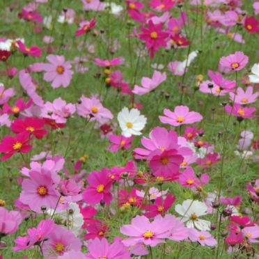 Landscape flower iPhone7 Wallpaper