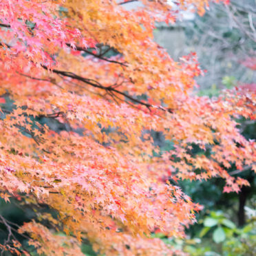 Landscape autumn leaves natural iPhone7 Wallpaper