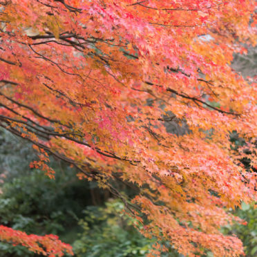 Landscape autumn leaves natural iPhone7 Wallpaper