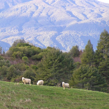 Landscape mountain animal goat iPhone7 Wallpaper