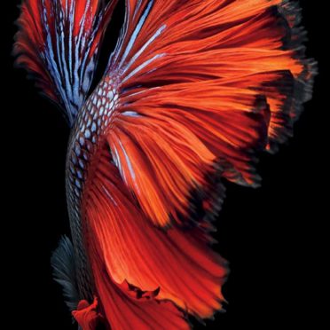 Black Red Fish iPhone6s Cool iPhone7 Wallpaper
