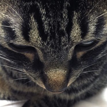 Animal cat Kijitora face iPhone7 Wallpaper