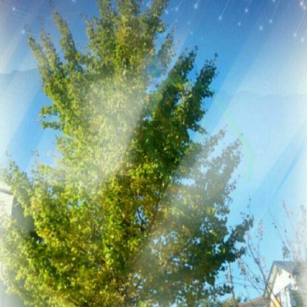 Night sky tree iPhone7 Plus Wallpaper