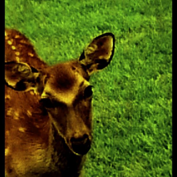 Deer animal iPhone7 Plus Wallpaper