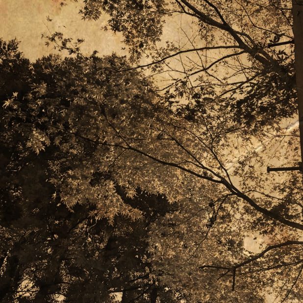 Autumn leaves sepia iPhone7 Plus Wallpaper