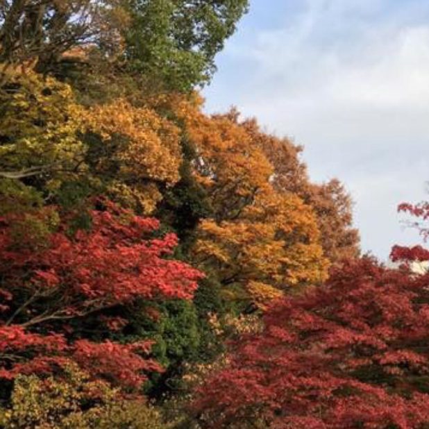 Autumn leaves landscape iPhone7 Plus Wallpaper