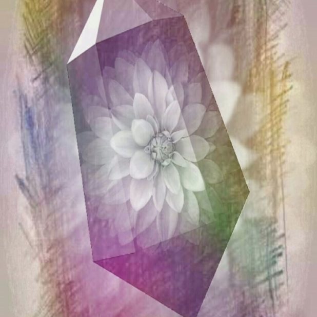 Flower stone iPhone7 Plus Wallpaper