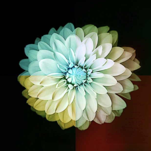 Flower Cool iPhone7 Plus Wallpaper