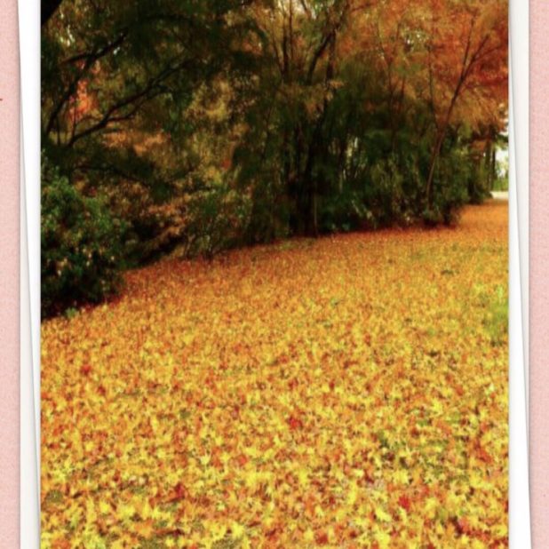 Fallen leaves trees iPhone7 Plus Wallpaper