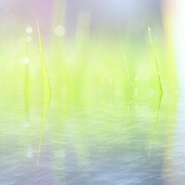 Gradient grassy iPhone7 Plus Wallpaper