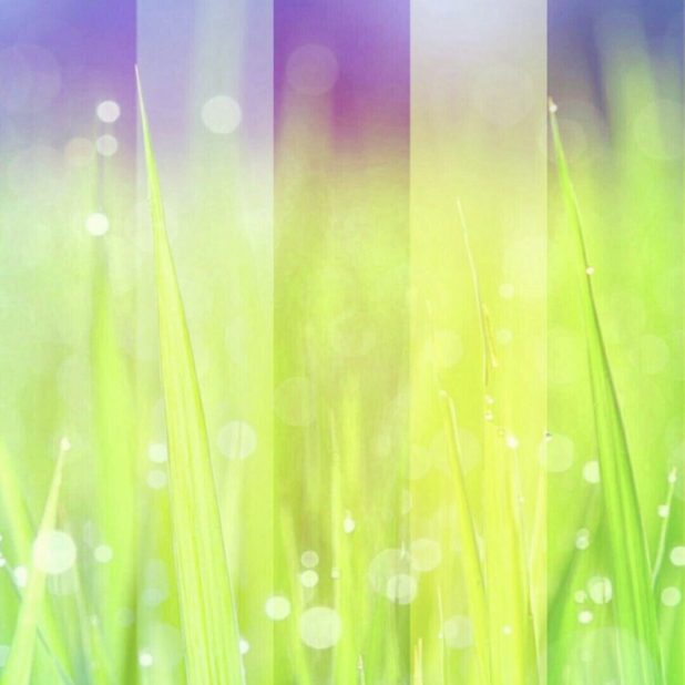 Grassy light iPhone7 Plus Wallpaper