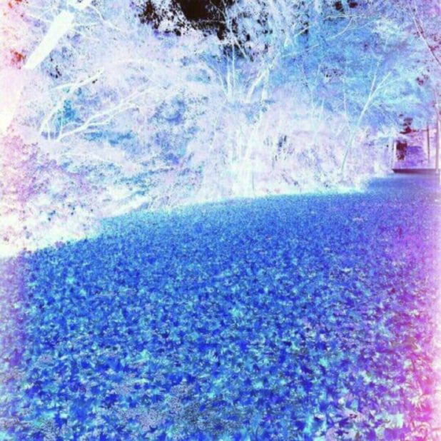 Blue fallen iPhone7 Plus Wallpaper