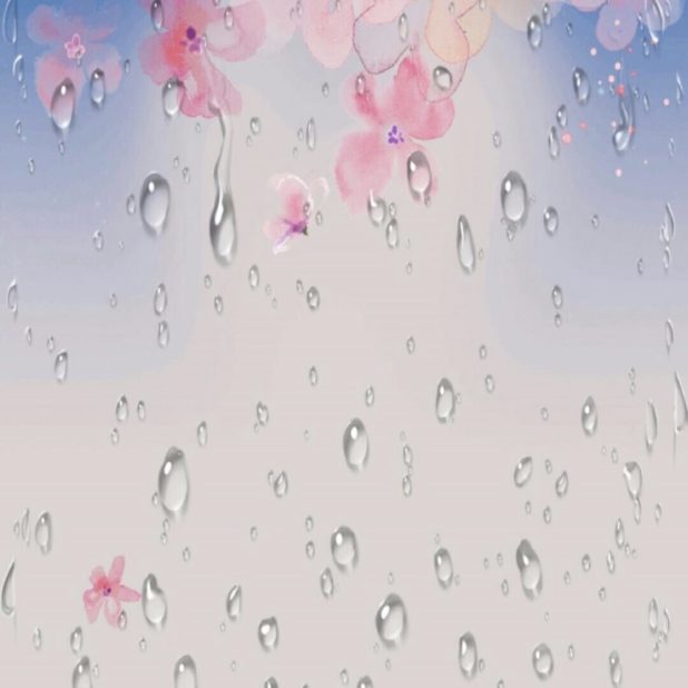 Cherry rain iPhone7 Plus Wallpaper