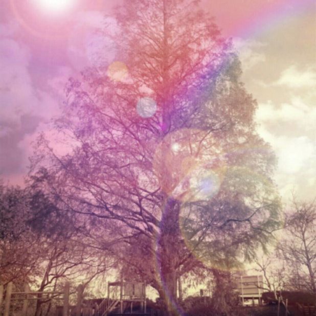 tree park iPhone7 Plus Wallpaper