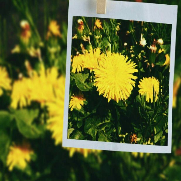 Dandelion photo iPhone7 Plus Wallpaper