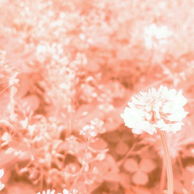 field wild white clover iPhone7 Plus Wallpaper
