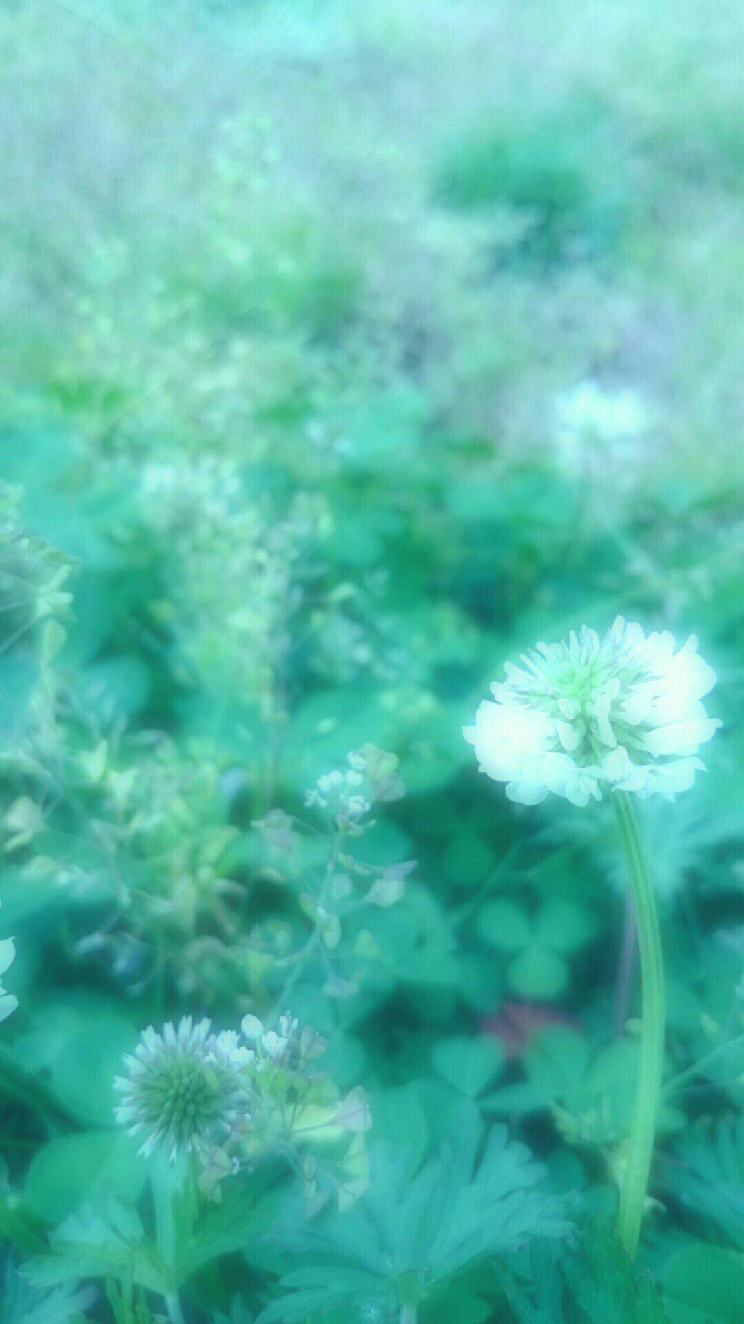 White clover flower | wallpaper.sc iPhone7Plus