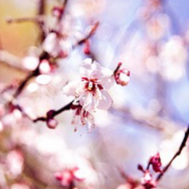 Cherry Flower iPhone7 Plus Wallpaper