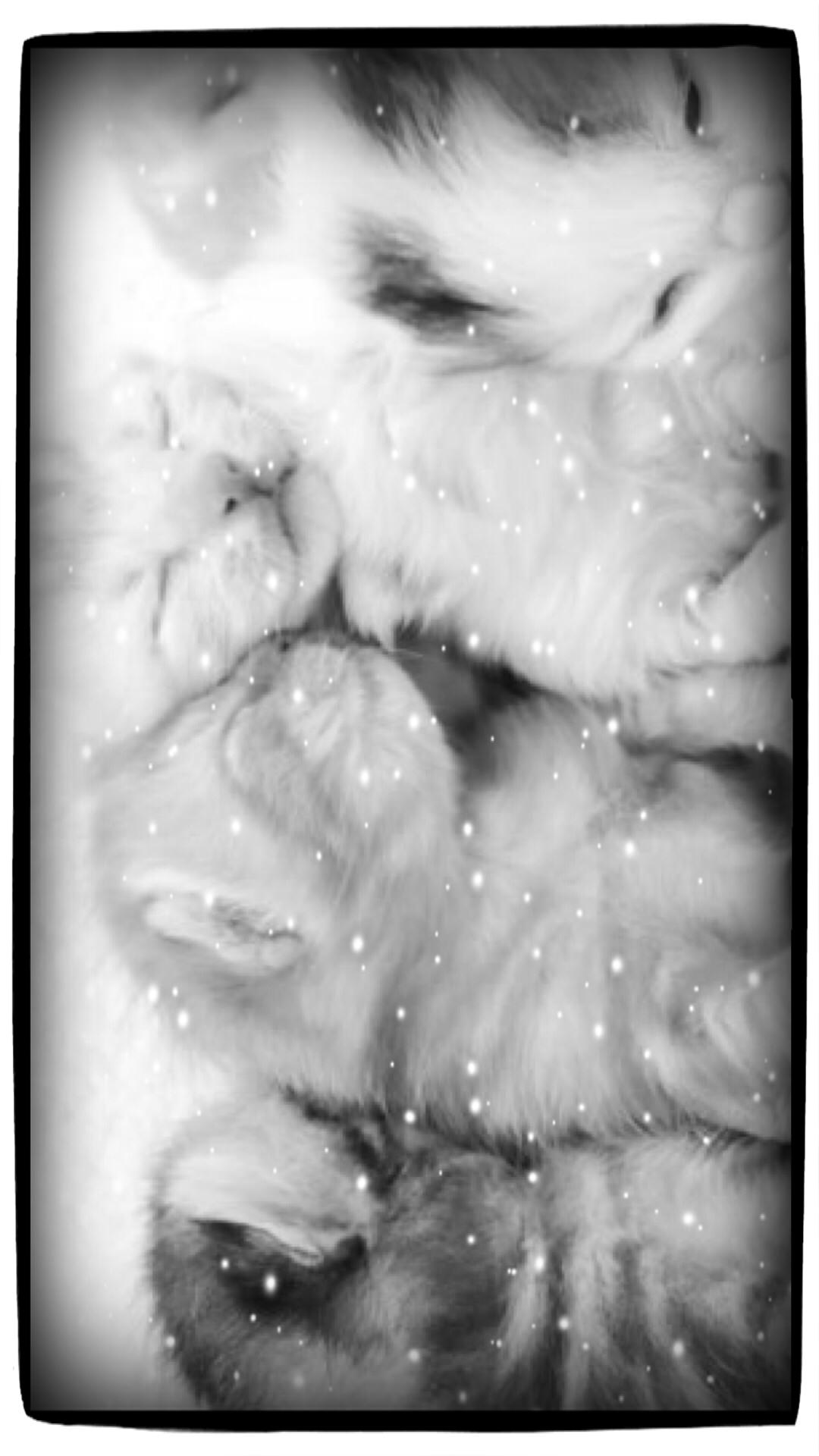 Cat snow | wallpaper.sc iPhone7Plus