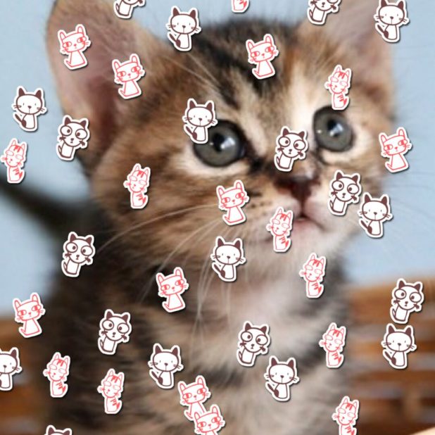Cat illustration iPhone7 Plus Wallpaper