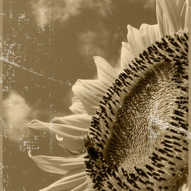 Sunflower black and white iPhone7 Plus Wallpaper