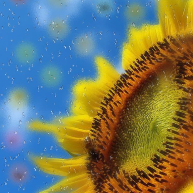 Sunflower Drop iPhone7 Plus Wallpaper