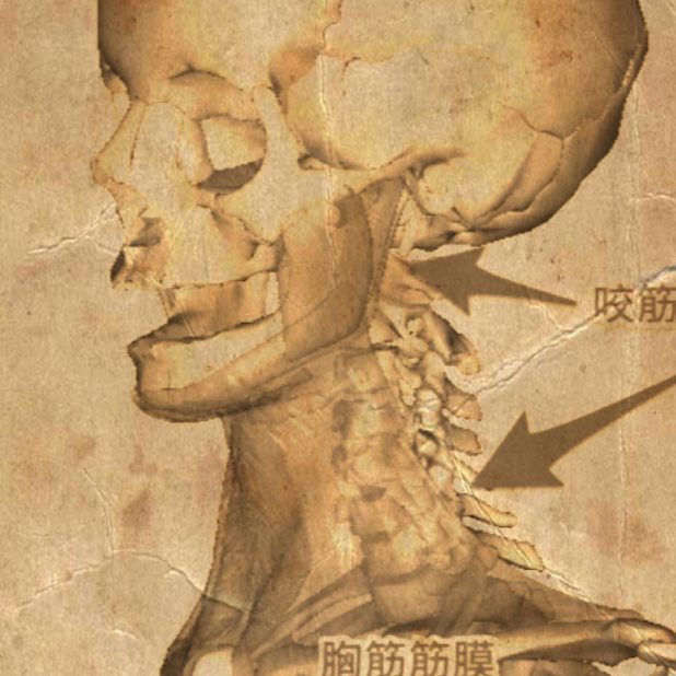 Skull Sepia iPhone7 Plus Wallpaper