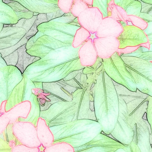 Flower sketch iPhone7 Plus Wallpaper