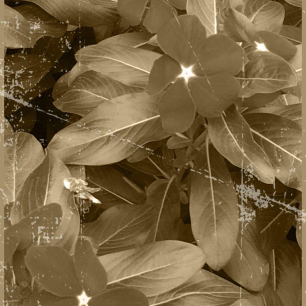 Flower sepia iPhone7 Plus Wallpaper